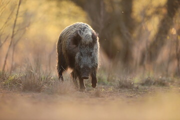 Dzik euroazjatycki, dzik, (Sus scrofa) © Bartosz Rakoczy
