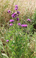 Cornflower (Centaurea scabiosa) blooms among herbs