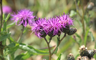 Cornflower (Centaurea scabiosa) blooms among herbs