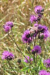 Cornflower (Centaurea scabiosa) blooms among herbs