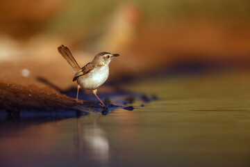 Black chested Prinia standing along waterhole in morning light in Greater Kruger National park, South Africa ; Specie Prinia flavicans family of Cisticolidae