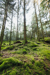 Fototapeta premium Forest landscape. Morning in a tall pine forest. Trees in the forest covered with needles and overgrown with moss and grass.