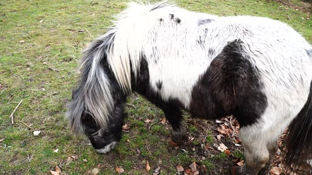 black and white pony