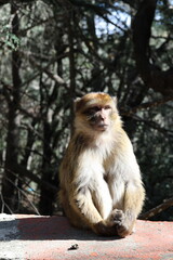 portrait of a macaque in the Forest of azrou Morocco 