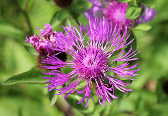 Phrygian cornflower (Centaurea phrygia) grows in nature