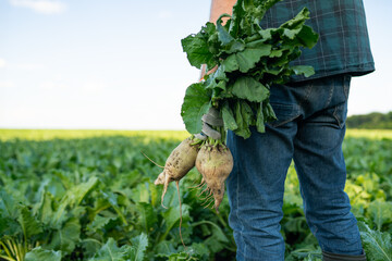 Man farmer in agricultural field holding sugar beet in agricultural field, close-up. Working on...