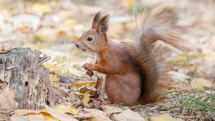 squirrel eating nut
