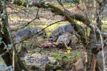 loups enragés 