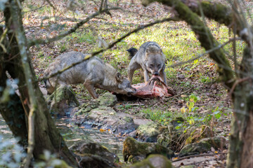loups enragés 