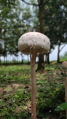 Mushroom stands beautifully in a lush green environment after a refreshing rain
