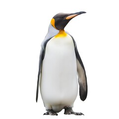 Fototapeta premium King penguin isolated on white background. Majestic bird with black and white plumage, perfect for wildlife themes, educational materials, or nature projects. Clean, professional presentation