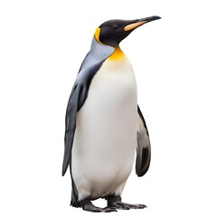 Fototapeta premium King penguin isolated on white background. Majestic bird with black and white plumage, perfect for wildlife themes, educational materials, or nature projects. Clean, professional presentation