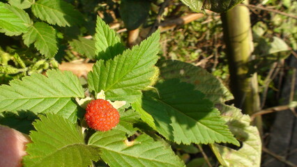 planta fruta amora - Rubus rosifolius 