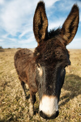 Confident donkey posing calmly in a sunlit meadow, embracing the tranquility of rural life