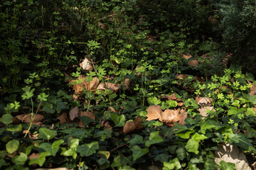 Autumn dry brown leaves combined with green plants, clover and grass. Natural textured background,...
