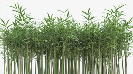 Obraz premium Lush Green Bamboo Forest