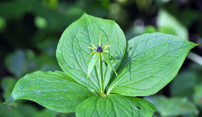 In spring, paris quadrifolia blooms in the forest