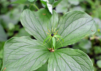 In spring, paris quadrifolia blooms in the forest