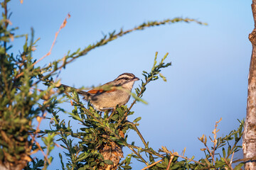 Brown-crowned Tchagra standing on a shrub isolated in blue sky  in Greater Kruger National park, South Africa ; Specie Tchagra australis family of Malaconotidae