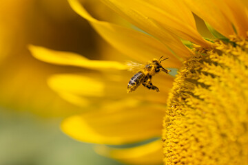 A bee is collecting nectar from a sunflower.