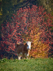 Krowa w jesiennych barwach © filozofgrecki