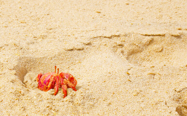 The Red Crab in Its Natural Habitat