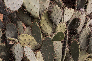 Textured background of a large cactus with needles. Desert, text or product placement, nature