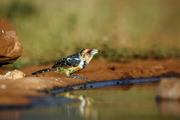 Crested Barbet drinking in waterhole with reflection in Greater Kruger National park, South Africa ; Specie Trachyphonus vaillantii family of Ramphastidae