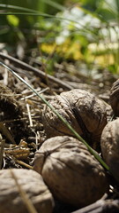 Walnuts in a shell close-up in the sun