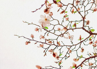 Delicate blossom branches adorned with pale flowers and tender buds in springtime