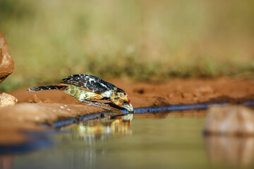 Crested Barbet drinking in waterhole with reflection in Greater Kruger National park, South Africa ; Specie Trachyphonus vaillantii family of Ramphastidae