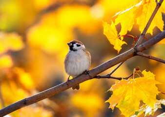 bird field sparrow sitting in autumn park among golden maple foliage on tree branch