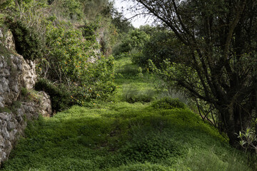 A green cozy lawn with a stone wall.  Green grass and clover. Background, nature, St. Patrick's Day , text placement
