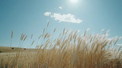 Fototapeta premium Golden Wheat Field Under a Bright Sunny Sky
