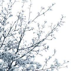Obraz premium Frosty branches in a winter fog, transparent background png
