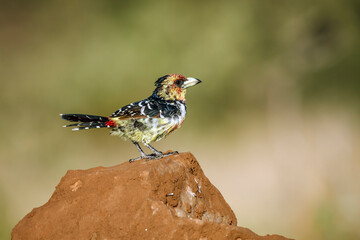 Crested Barbet standing on a rock isolated in natural background in Greater Kruger National park, South Africa ; Specie Trachyphonus vaillantii family of Ramphastidae