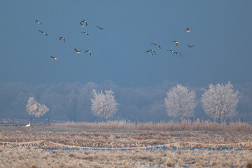 Zimowy krajobraz z wierzbami w tle © M