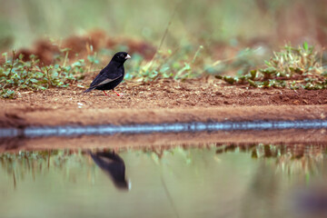 Dusky Indigobird standing along waterhole in Greater Kruger National park, South Africa ; Specie Vidua funerea family of  Viduidae