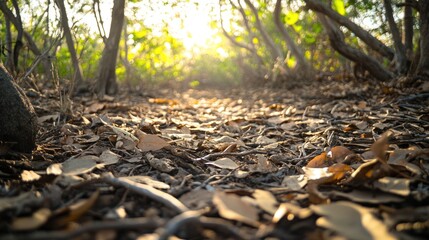 Obraz premium Sunlit Forest Floor With Fallen Leaves And Twigs