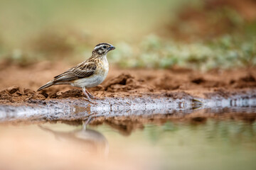Obraz premium Eastern Paradise-Whydah female ground level along waterhole in Greater Kruger National park, South Africa ; Specie Vidua paradisaea family of Viduidae