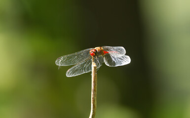 Red feather dragonfly on a plant, red dragonfly in the sunshine, close-up of a feather dragonfly from the front, close-up of Sympetrum in the sunlight, winged insect, orange damselfly