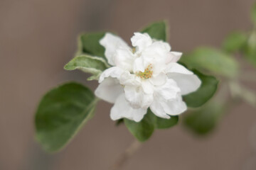 Spring blossoms. One blooming apple tree flower with green leaves outdoors