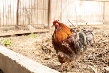  A close-up of a ginger rooster with a unique feature one missing eye. Illustrate related to farming, survival, countryside living, or the unique nature of animals.