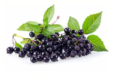 Fresh elderberries with vibrant green leaves arranged artistically on a white background in natural light showcasing their rich color isolated on transparent background