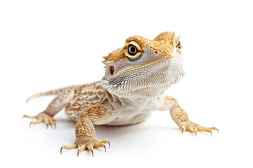 Fototapeta premium bearded dragon on a white background