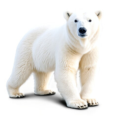Fototapeta premium Polar Bear isolated on transparent background