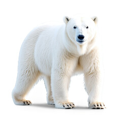 Polar Bear isolated on transparent background