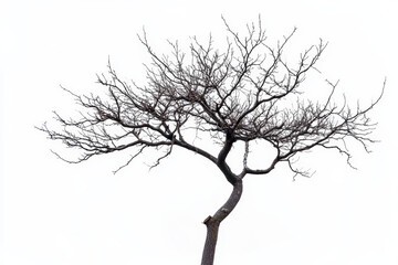 tree isolated white background 