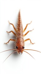 Close-up of a small hairy insect