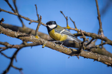 A male great tit sits on a leafless branch perpendicular to the camera lens on a sunny winter day. 